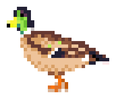 Reproachful Duck